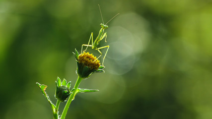 nature macro photography. namely the art of taking pictures according to existing circumstances.