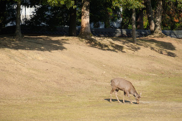 奈良公園　鹿　シカ　冬　１月　