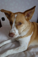 Obraz premium 牧羊犬