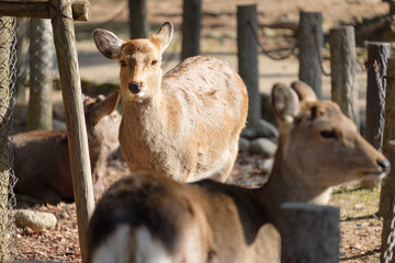 奈良公園　東大寺　鹿　シカ　冬　１月　
