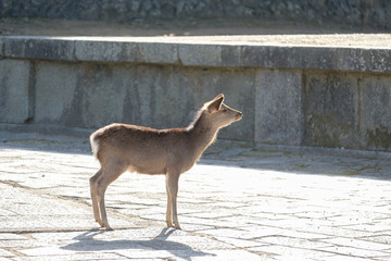 奈良公園　東大寺　鹿　シカ　冬　１月　