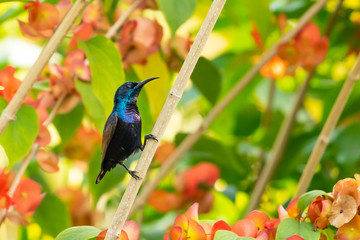 Obraz premium Male Purple Sunbird perching isolated on Orange Chinese Hat Plant