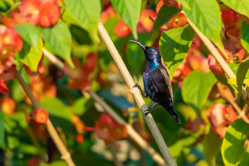 Male Purple Sunbird perching isolated on Orange Chinese Hat Plant