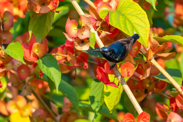 Male Purple Sunbird perching isolated on Orange Chinese Hat Plant