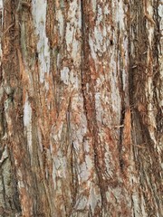 bark of a redwood tree