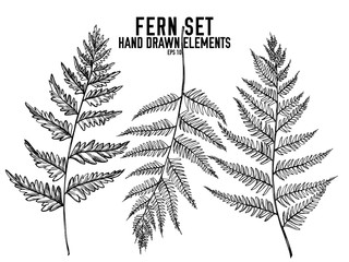 Vector collection of hand drawn black and white fern