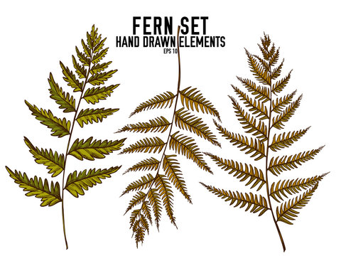 Vector collection of hand drawn colored  fern