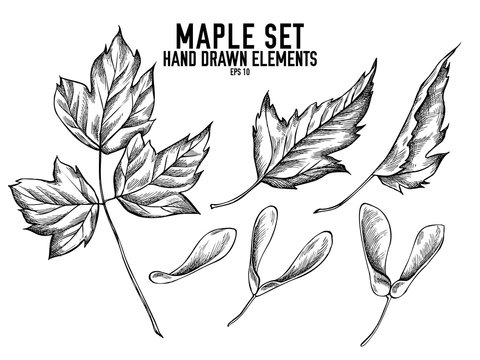 Vector collection of hand drawn black and white maple
