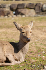 奈良公園　鹿　冬　動物　観光地