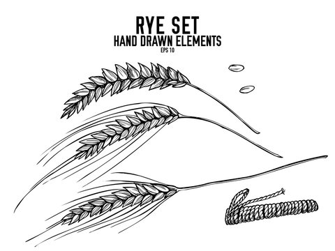 Vector collection of hand drawn black and white rye