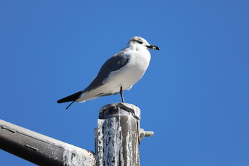 Bird on Post