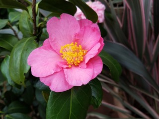 Obraz premium pink flower