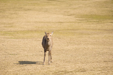 奈良公園　鹿　冬　動物　観光地