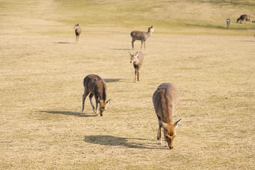 奈良公園　鹿　冬　動物　観光地