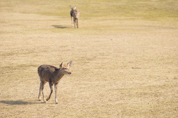 奈良公園　鹿　冬　動物　観光地