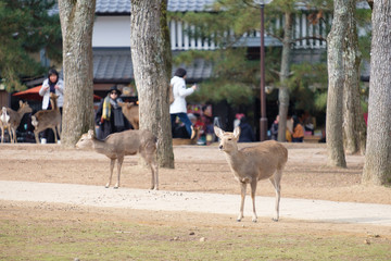 奈良公園　鹿　冬　動物　観光地