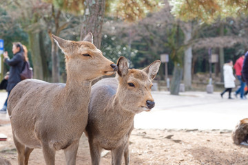 Naklejka na ściany i meble 奈良公園　鹿　冬　動物　観光地