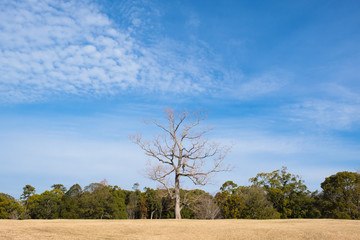 奈良公園　飛火野　2019年1月