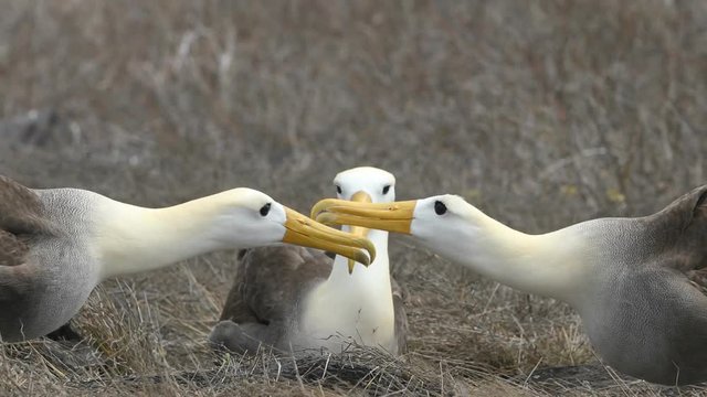 Galapagos Alabatross aka Waved albatrosses mating dance courtship ritual on Espanola Island, Galapagos Islands, Ecuador. The Waved Albatross is an critically endangered species endemic to Galapagos.