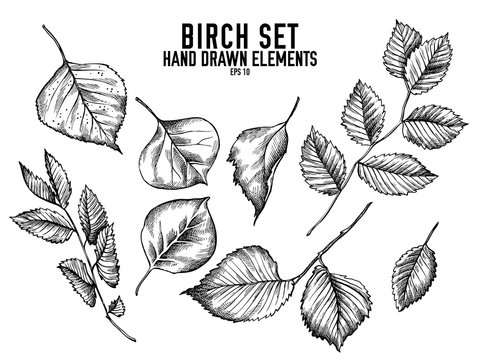Vector collection of hand drawn black and white birch