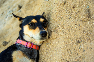 The face of mongrel dog thai reclining relax on the sand background and copy space.