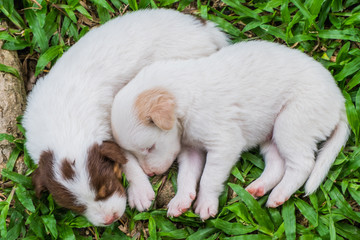  Sweet dreams cute puppy