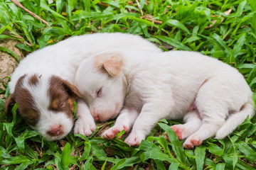 Sweet dreams cute puppy