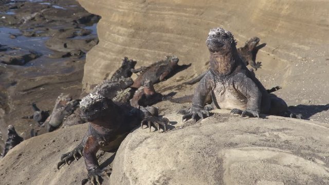 Galapagos Marine Iguana - Iguanas warming in the sun on volcanic rocks on Puerto Egas (Egas port) Santiago island, Ecuador. Amazing wildlife animals on Galapagos Islands, Ecuador.