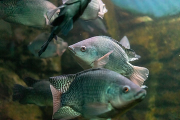 Underwater world with beautiful fish on rocks background.