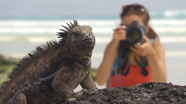 Wildlife photographer and tourist on Galapagos taking photo of Marine Iguana on Tortuga bay beach. Marine iguana is an endemic species iconic to Galapagos Islands wildlife and nature. Animals, Ecuador