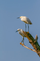 snowy egret, Egretta thula