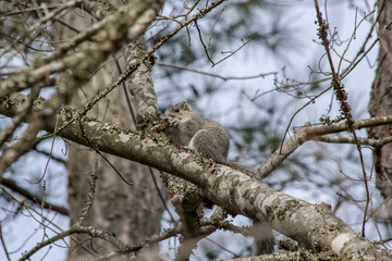 Delmarva Fox Squirrel, Sciurus niger cinereus