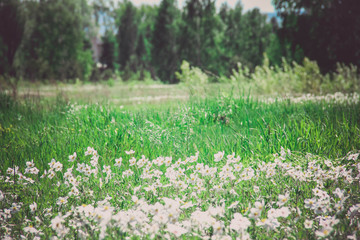 Flowers, plants, trees