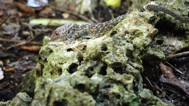 Tokay gecko crawls onto a rock. The tokay gecko (Gekko gecko) is a nocturnal arboreal gecko in the genus Gekko.