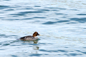 one common goldeneye female duck swimming and preening. An aggressive and territorial duck found in the lakes and rivers of boreal forests across Canada and the northern U.S.