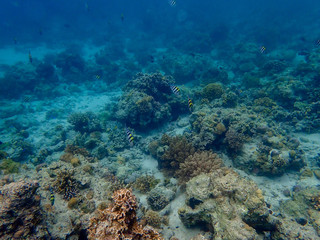 フィリピン・セブ島の海
