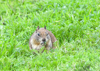 Naklejka na ściany i meble ground squirrel eating fresh green grass abundant after recent rains. The ground squirrel is known for its tendency to rise up on its hind legs whenever it senses nearby danger.
