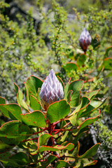 Table Mountain hiking