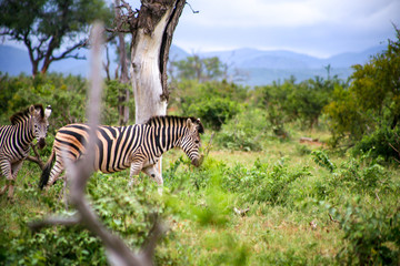 Fototapeta na wymiar Kruger National park in South Africa