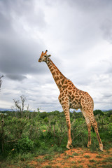 Kruger National park in South Africa