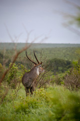 Kruger National park in South Africa