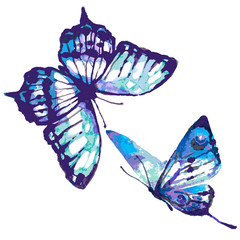 beautiful blue butterfly,watercolor,isolated on a white