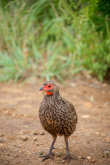 Kruger National park in South Africa