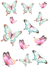 beautiful pink butterflies, isolated  on a white