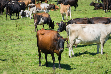 Brown cow in a field