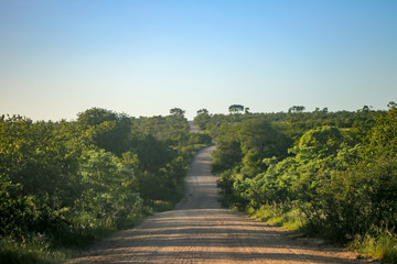 Obraz premium クルーガーナショナルパーク 道路