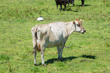 Naklejka na ściany i meble Cow in a field