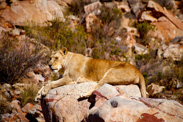 サファリのメスライオン