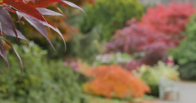 Autumn Leaves, Grasser, Cumbria, England, United Kingdom, Europe  