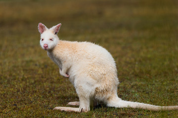 Albino Bennetts Wallaby on the grass